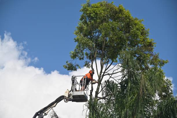 Washington, GA Tree Services Company