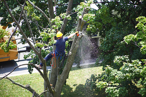 Best Arborist Consultation Services  in Washington, GA